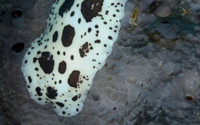 doris dalmatien (discodoris atromaculata)
