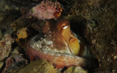poulpe (octopus vulgaris)