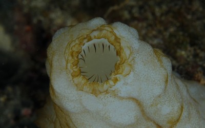 acidie blanche (phallusia mamillata)